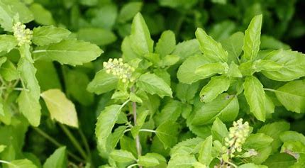 Tulsi: The Ancient Secret to Beating Fevers Naturally