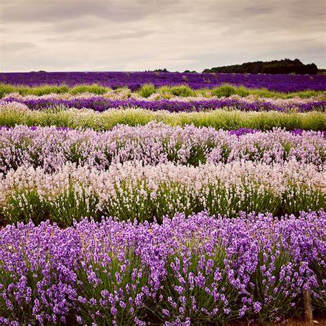 lavender"From Lavender Fields to Interior Bliss: Incorporating the Tranquil Hue into Your Home Decor"