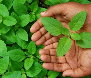 Tulsi's Role in Preventing and Healing Common Female Health Issues