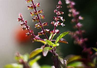 Tulsi: The Ancient Secret to Beating Fevers Naturally