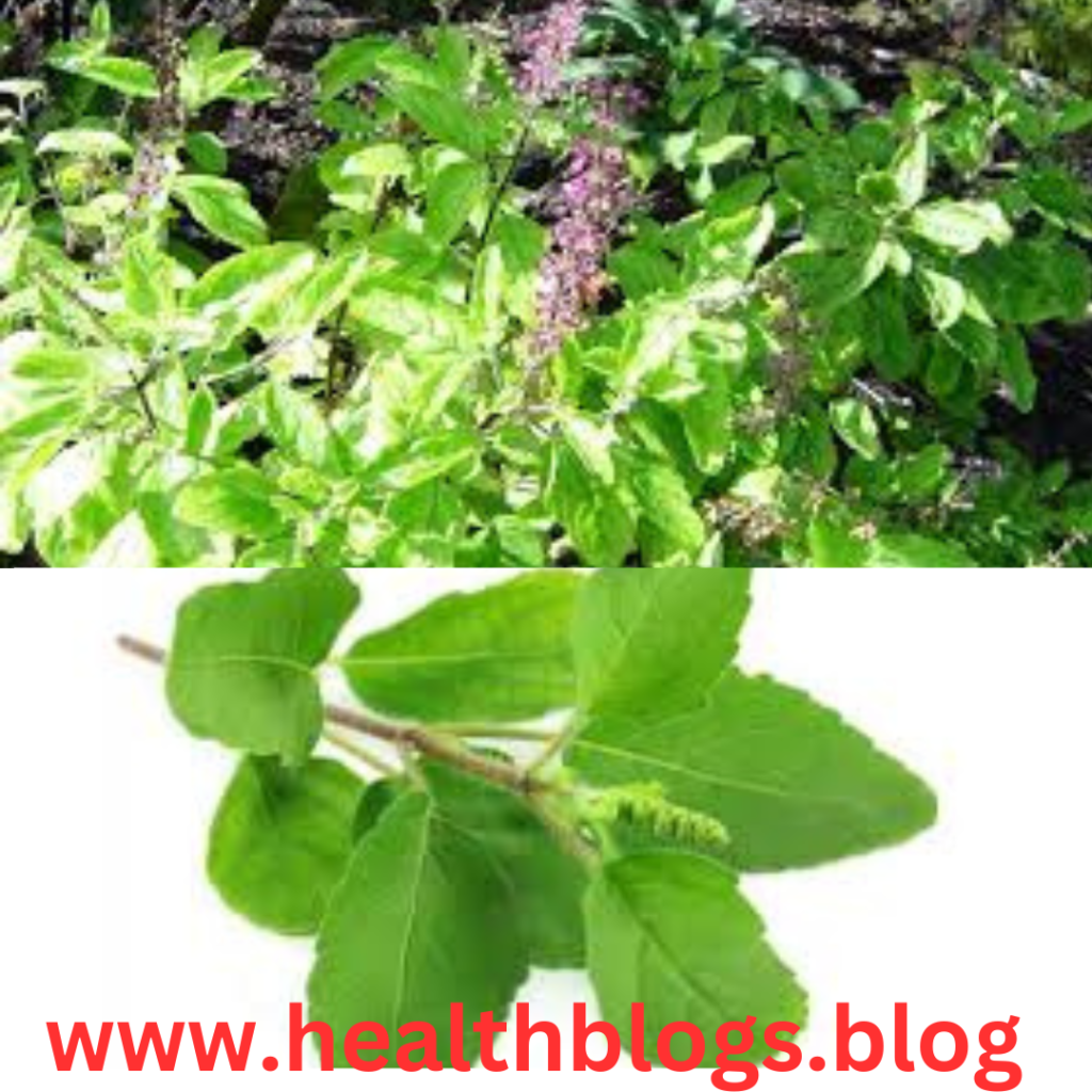 TULSI THE ELIXIR OF HEALTHY LIFE - green,benefits/healthblog